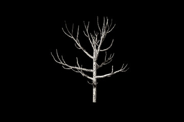 Obraz premium shape Dead Tree black background 3d rendering