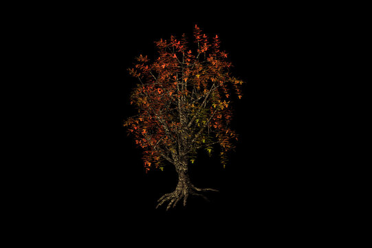 shape Elm red tree autumn black background 3d rendering