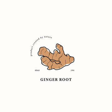 Line art ginger root drawing
