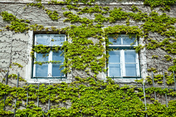 Fototapeta na wymiar Durnstein Town Windows With Bindweed