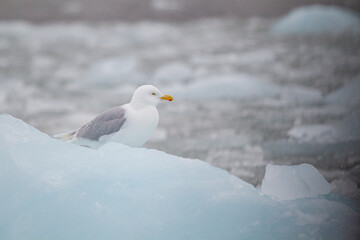 Kittiwakes resting on the floating glacial ice in the Arctic ocean
