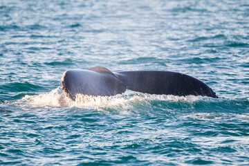 Obraz premium Humpback whale diving for prey amongst the kittiwakes in the Arctic ocean 