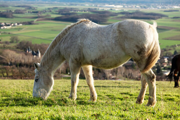 Obraz na płótnie Canvas White horse grazing in the French countryside