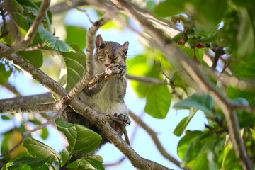 Beautiful wild gray squirrel eating nuts on a tree in summer town park