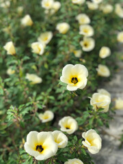 white yellow flower in the garden