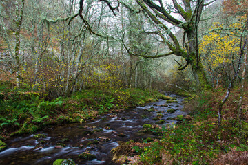 river passing calmly through the beech forest of the integral natural reserve of Muniellos in Winter, Asturias