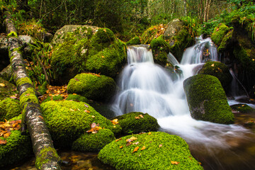 Waterfall between moss-covered stones in the integral natural reserve of Muniellos, Asturias