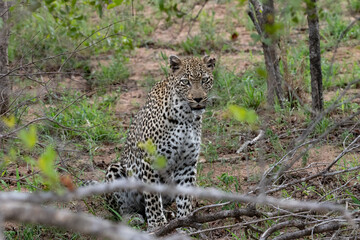 leopard in the trees in the Kruger