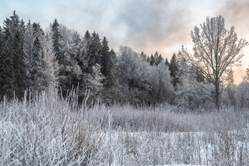 Frosty winter forest and grass at evening