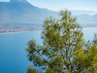 Fototapeta na wymiar Pine tree with cones against the background of the Alanya coast and the Taurus Mountains