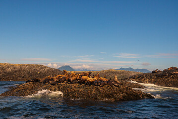 pacific ocean seascape in front of Tofino, Vancouver Island, Canada