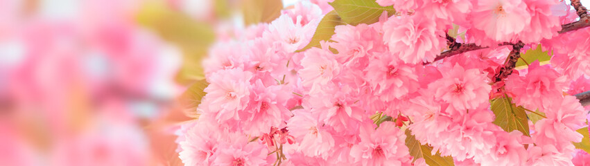 Beautiful springtime background of pink sakura blossom. Morning outdoors from low angle view. Copy space.