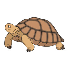 Сolor illustration with turtle. Isolated vector object on white background.