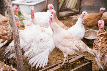 A few turkeys are walking around the yard. Rural area. Variegated, multicolored feathers.Turkeys in the barn go and eat.