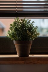 A green home plant on the windowsill of a sun-drenched room. Blinds on the window.