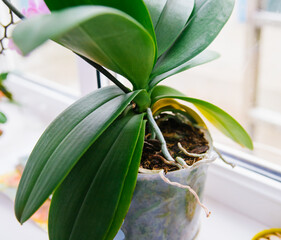 Close-up of the roots and leaves of the phalaenopsis orchid in a flower pot on the windowsill in the house.