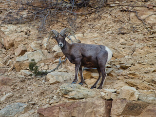 Desert Bighorn Ram on a Cliff