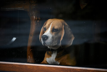 dog beagle behind the window