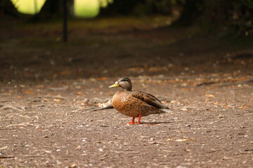 Proud Golden Duck 