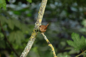 Little Brown Wren 