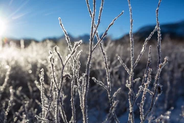 Tuinposter Frozen meadow © Galyna Andrushko