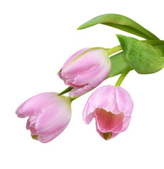 Pink tulip flowers isolated on white or transparent background