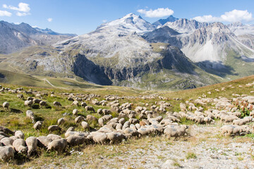 Elevage de moutons, appelé pastoralisme, fondé sur l’exploitation de la végétation naturelle et  sur le déplacement régulier des troupeaux, les transhumances dans le massif de la Vanoise en Savoie - obrazy, fototapety, plakaty