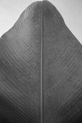 Close up black and white color leaf Texture background with light behind