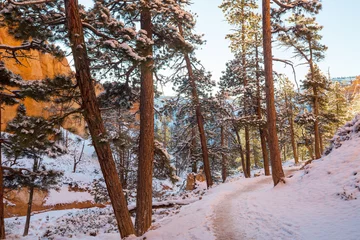 Foto op Plexiglas Winter forest © Galyna Andrushko