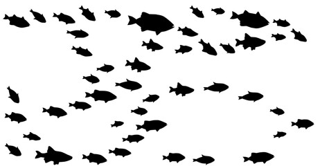 Silhouettes of groups of  fishes on white. Vector
