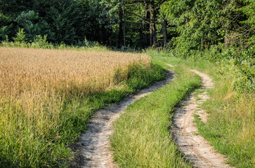Fototapeta na wymiar Winding dirt road running along the forest and a wheat field, dense forest in the background, beautiful quiet serene place, gorgeous nature