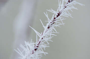 Plant twigs covered with ice, in needles form like.