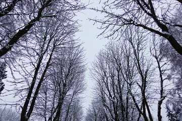 Tops of trees on the alley in the winter park