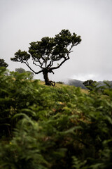 Obraz premium fanal im nebel