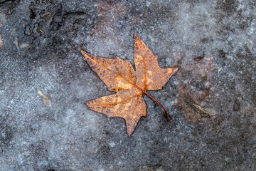 Last year's leaf in a muddy puddle in nature in spring