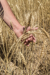 Farmer's hand holding wheat ears