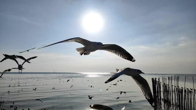 Flock of birds flies above the sea surface. Bird flying back to nest in natural sea and sky background during beautiful sunset.