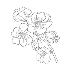 Hand drawn Cherry Branches. Sakura Blossom Elements. Vector.