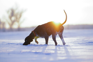 Young black and white Greyster dog posing outdoors wearing a red collar with a yellow GPS tracker on it walking on a snowy field and hunting on sunset in winter