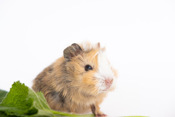 Funny guinea pig portrait over white background