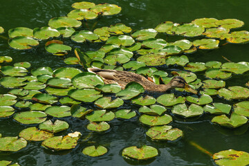 Wild brown mallard duck on a green pond water with lotus green leaves on the surface
