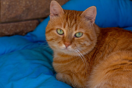 Close up cute red cat with green eyes laying on a blue pillow