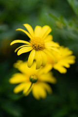 yellow flower