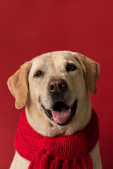 Pet on red background, advertising, red scarf, dog cute