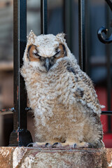 Young great horned owl owlet standing on a brick wall with a shallow depth of field