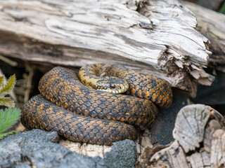 Female Adder Coiled Up on a Log