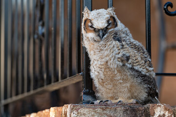 Young great horned owl owlet standing on a brick wall with a shallow depth of field
