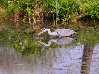 Grey Heron Hunting a Newt