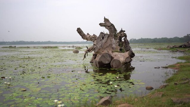 Old tree in the lake, Basawakkulama wewa, Anuradhapura