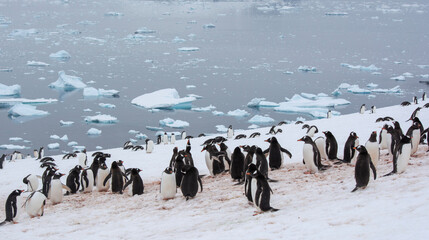 penguins in polar regions